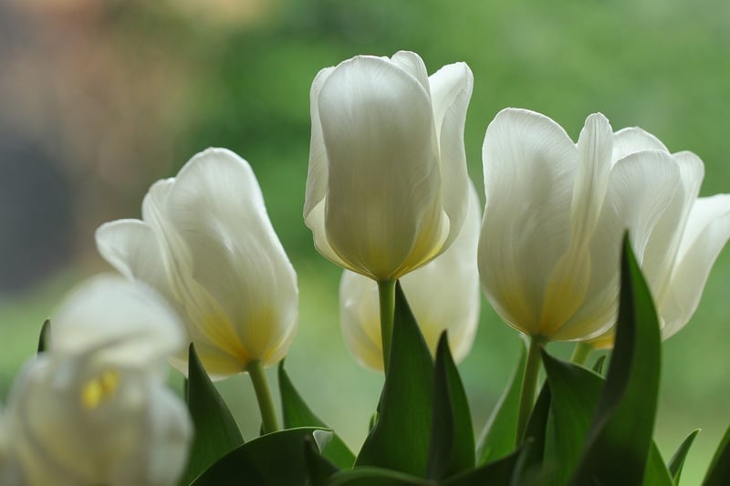 Elegant Florals